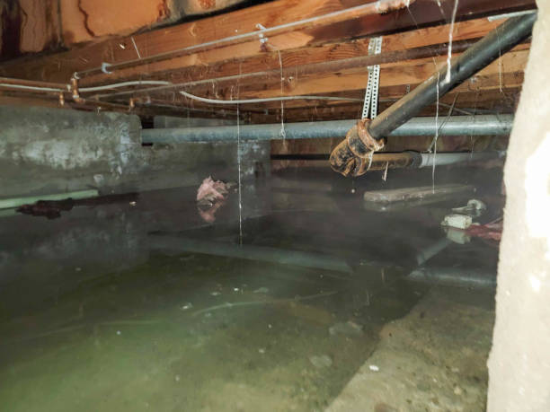 Best Mold removal after water damage  in Shell Lake, WI
